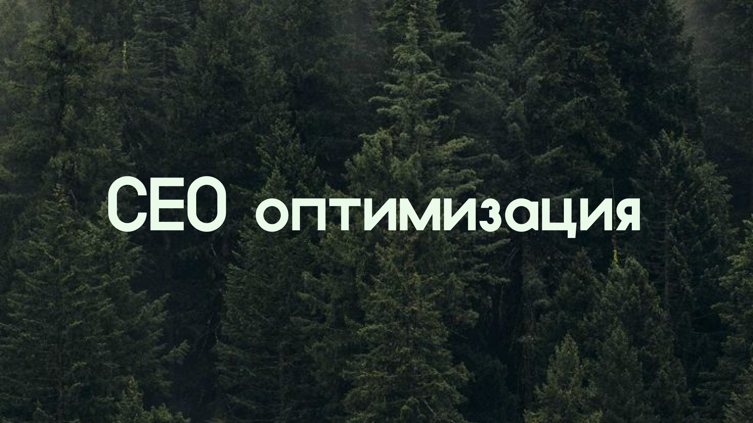 Forest trees and sunlight